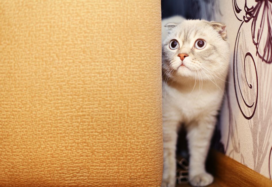 Comment punir un chat qui attaque - guide complet