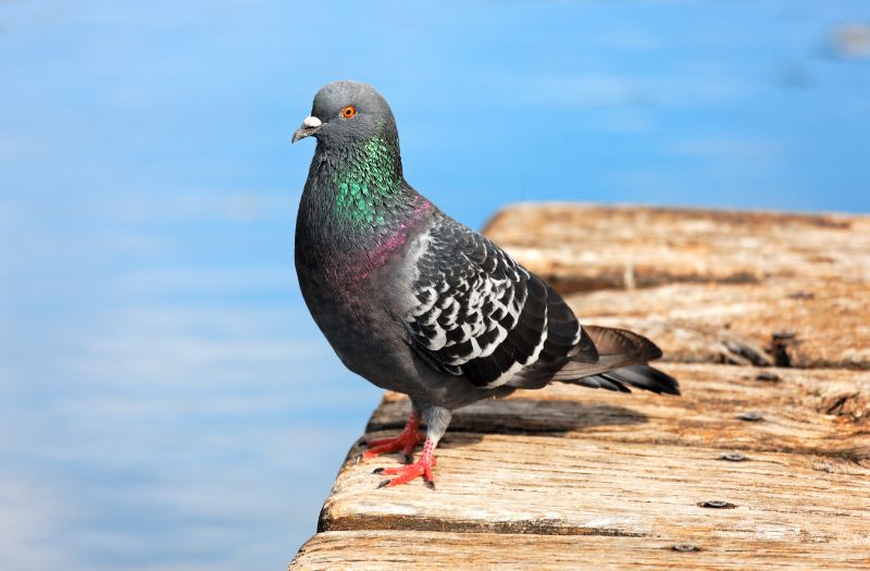 Le top des recettes de grand-mère pour faire fuir les pigeons